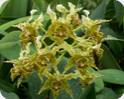 Dendrobium polysema